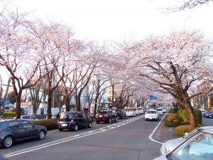 Sagamihara-Shiyakusho-Sakura-dori-Street-13