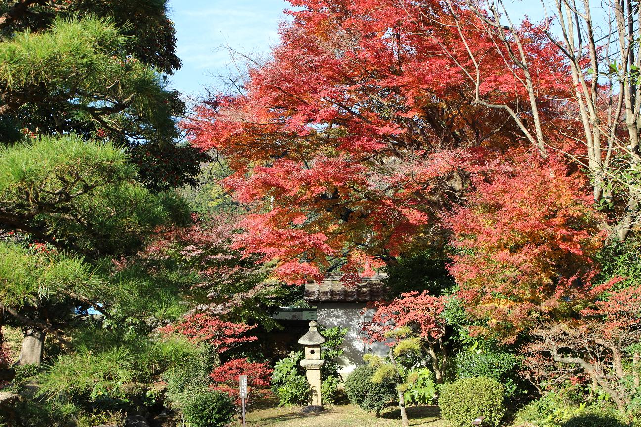 Matsunaga autumn leaves